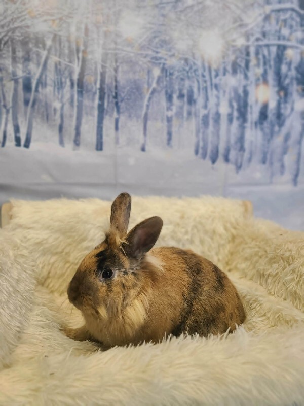 Picture of the Animal Listed